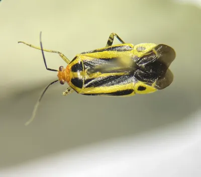 Top-down view of a four-lined plant bug showing distinctive yellow body with four black longitudinal stripes on a neutral background
