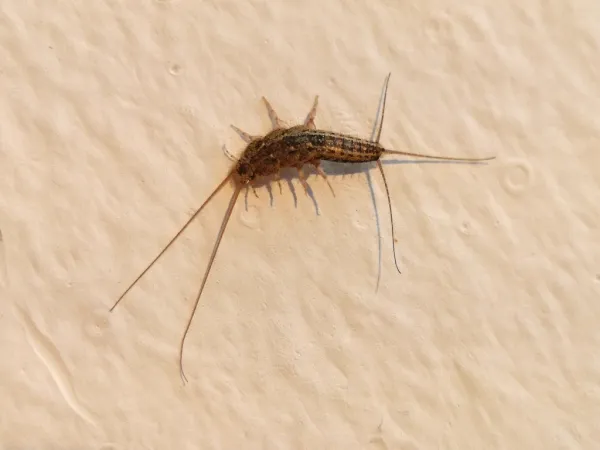 Four-lined silverfish showing characteristic striped pattern on its back
