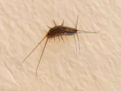 Four-lined silverfish showing characteristic striped pattern on its back