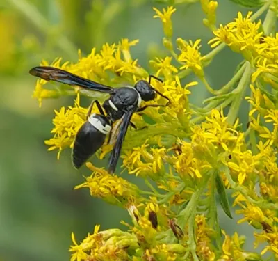 Four-toothed mason wasp showing black body with distinctive white abdominal band while foraging on yellow goldenrod flowers