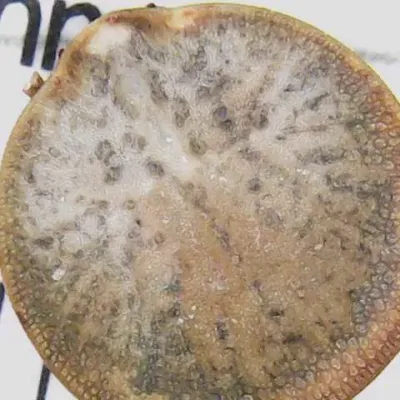 Top-down view of a soft tick showing its flattened oval body and leathery surface