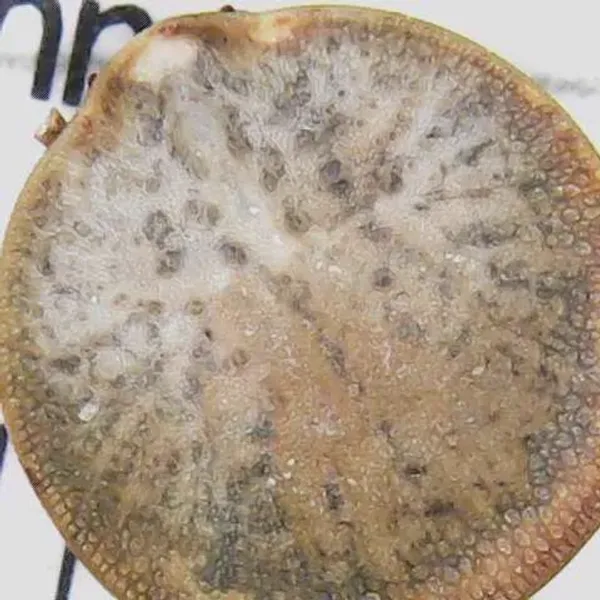 Top-down view of a soft tick showing its flattened oval body and leathery surface