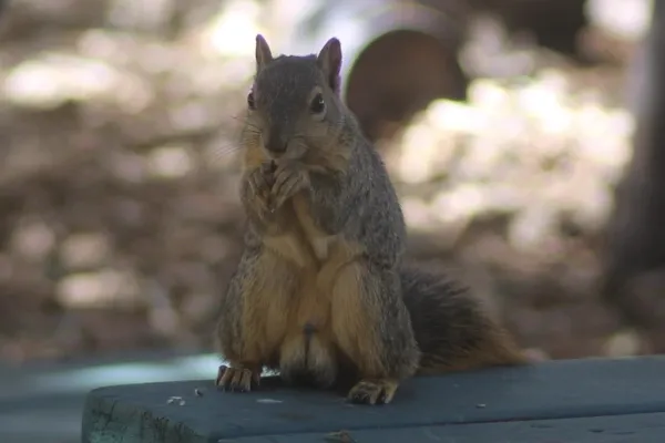 Fox squirrel sitting upright in classic pose showing rusty-tan fur and characteristic large size