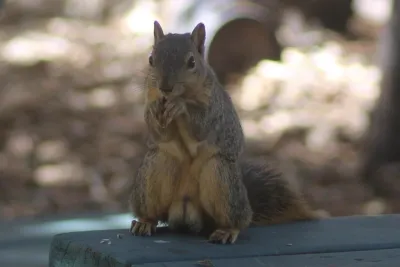 Fox squirrel sitting upright in classic pose showing rusty-tan fur and characteristic large size