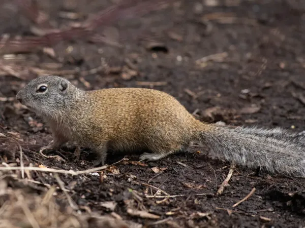 Franklin's ground squirrel showing characteristic olive-gray fur and long bushy tail