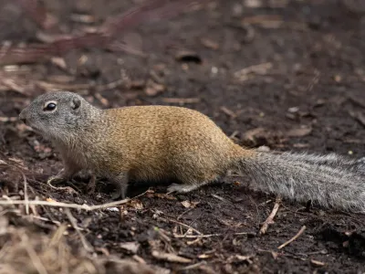 Franklin's ground squirrel showing characteristic olive-gray fur and long bushy tail