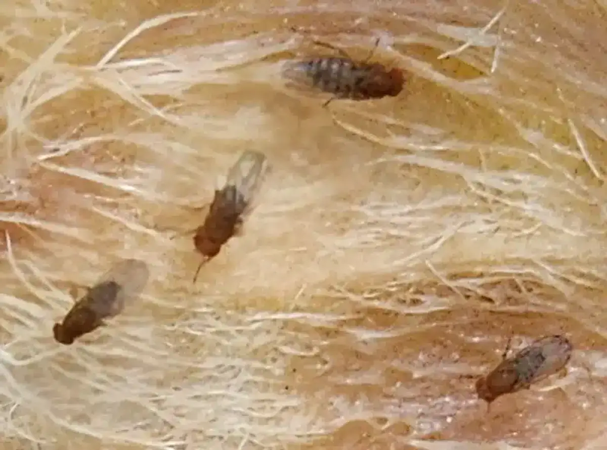 Multiple fruit flies on decomposing fruit