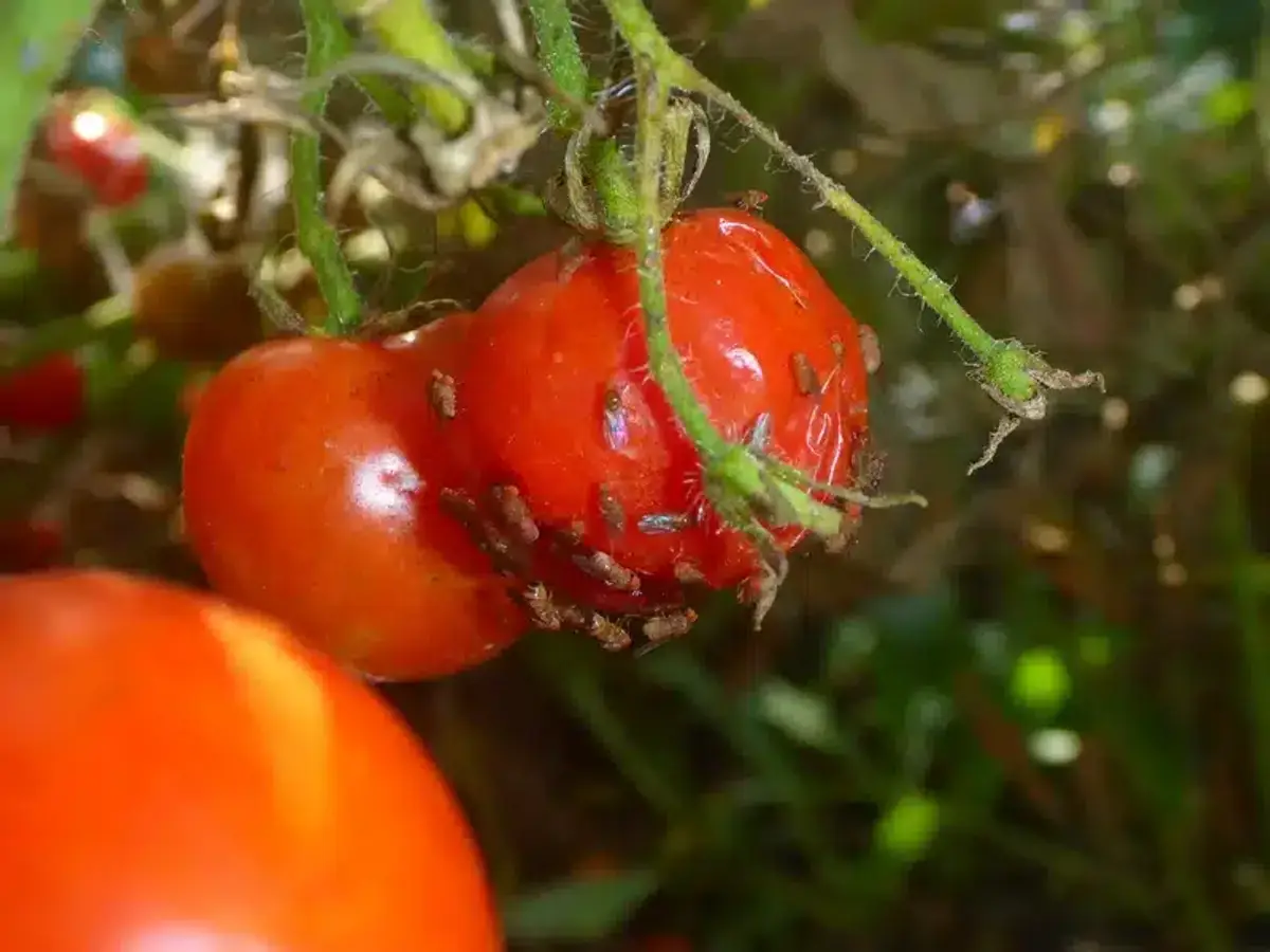Multiple fruit flies on damaged tomato