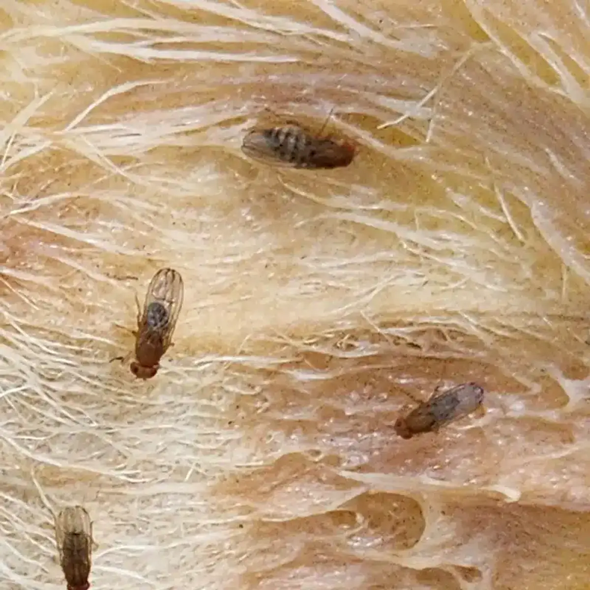 Multiple fruit flies gathered on fermenting produce showing their preferred breeding spot