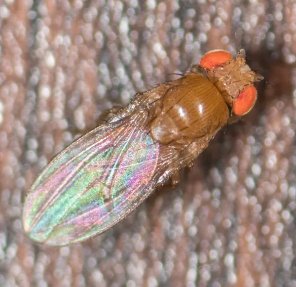 Close-up of a fruit fly showing its characteristic tan body and red compound eyes