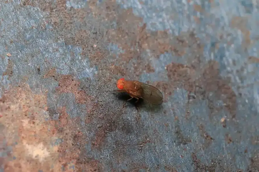 Fruit fly with red eyes and smooth body