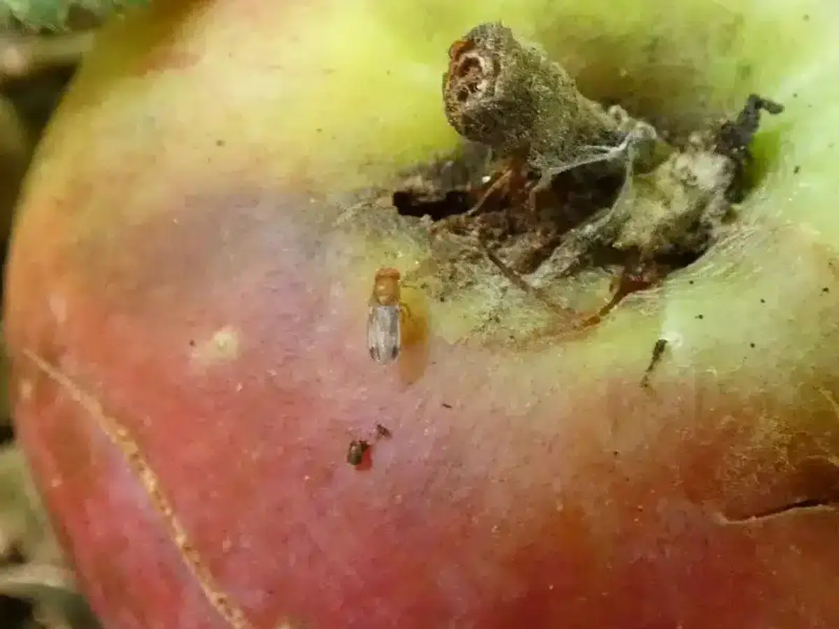 Fruit fly resting on a rotting apple, a common breeding site