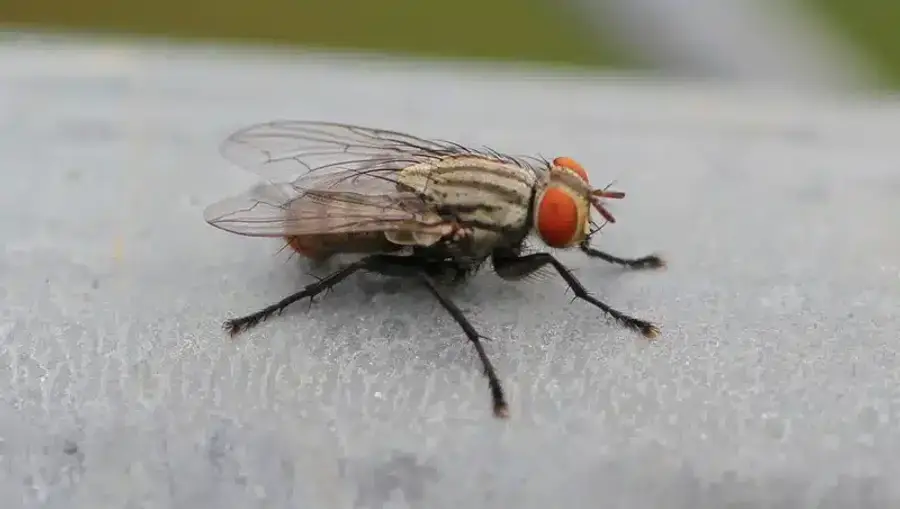 Close-up of a fruit fly