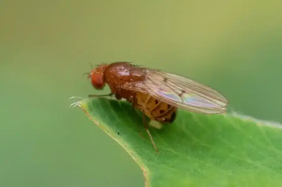 Fruit fly on a green leaf showing red eyes and smooth body