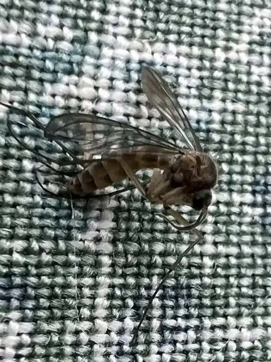 Macro photo of fungus gnat showing slender body and long legs