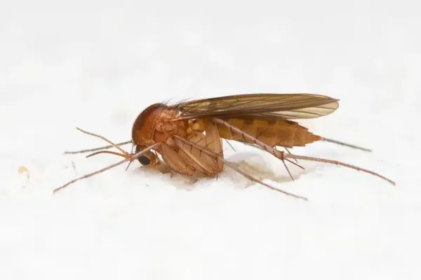 How to Get Rid of Gnats: A Complete Removal Guide