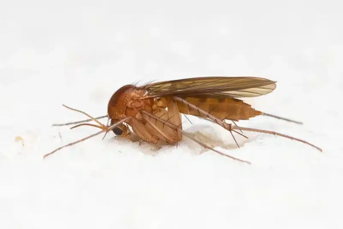 Detailed side view of fungus gnat showing brown coloring