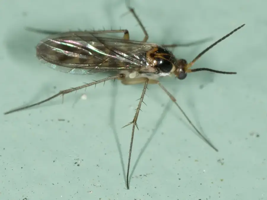 Detailed close-up of a fungus gnat showing slender legs and dark body