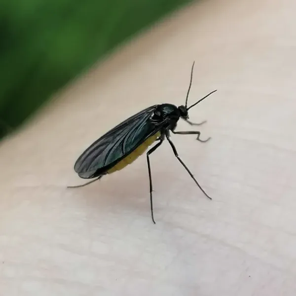 Close-up side view of a fungus gnat showing its long legs and delicate wings