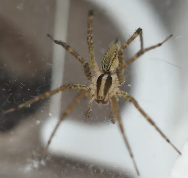 Funnel weaver spider showing distinctive striped pattern and prominent spinnerets