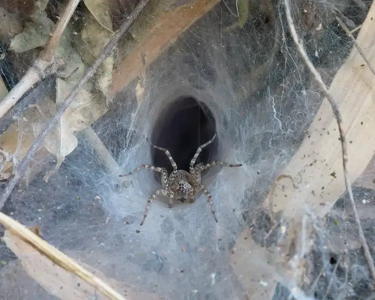 Funnel web spider in web