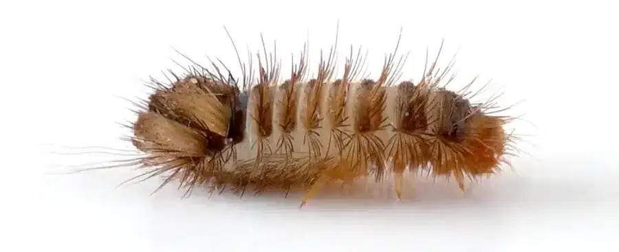 Fur-covered larvae on white background
