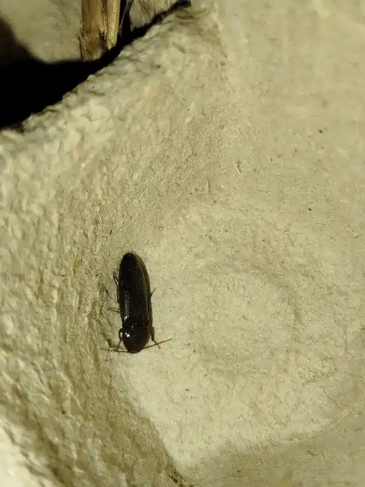 Detailed image of a furniture beetle in natural setting