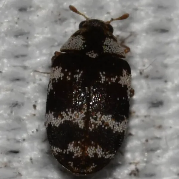 Top-down view of a furniture carpet beetle on white fabric showing its distinctive mottled scale pattern