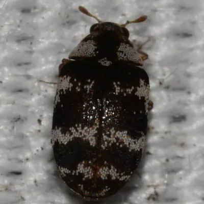 Furniture Carpet Beetles