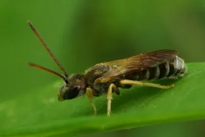 Side profile of a furrow bee resting on a green leaf showing its banded abdomen and translucent wings
