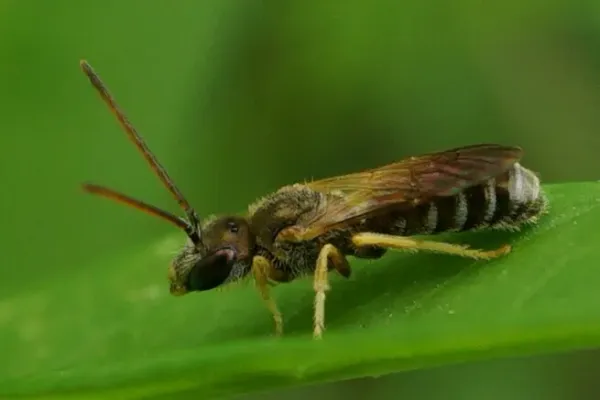 Side profile of a furrow bee resting on a green leaf showing its banded abdomen and translucent wings