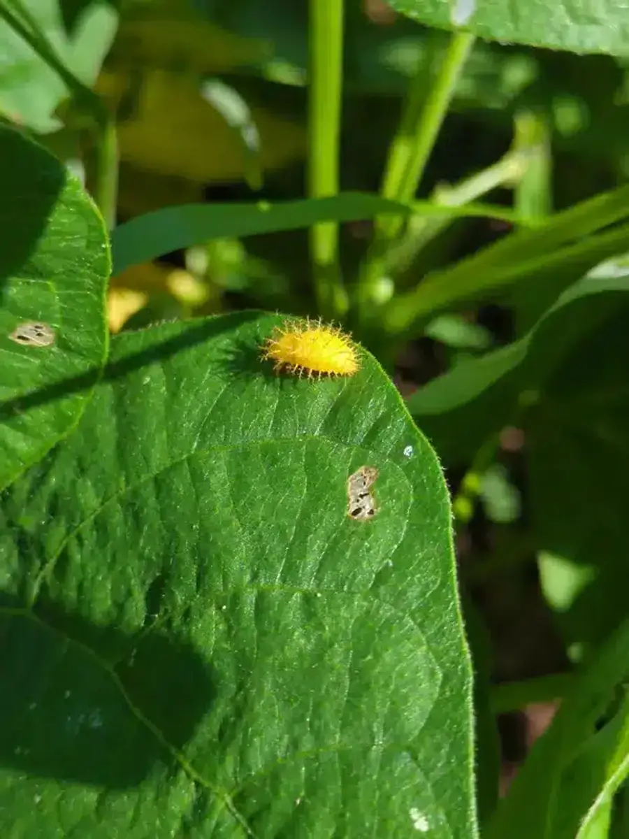 Fuzzy yellow larva on green leaf