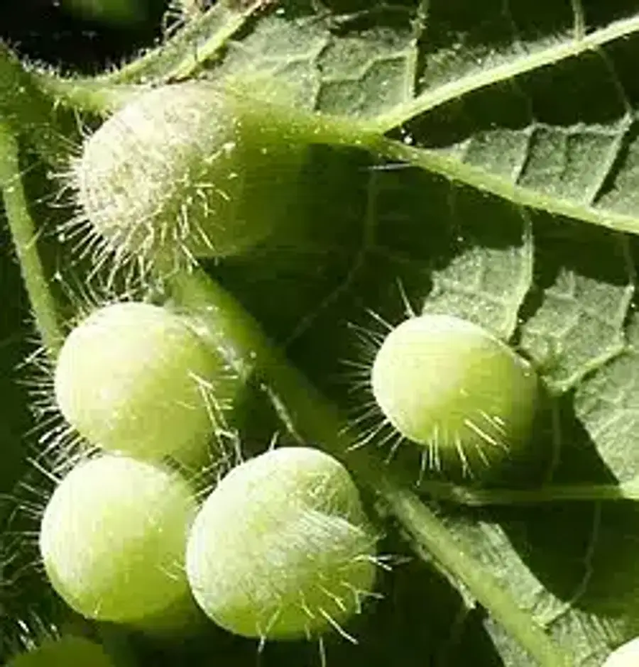 Gall formations on a leaf