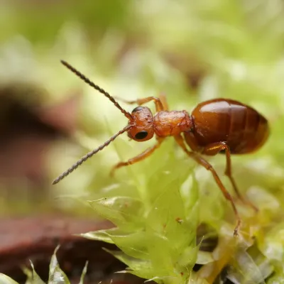Adult gall wasp showing its small reddish-brown body and threadlike antennae