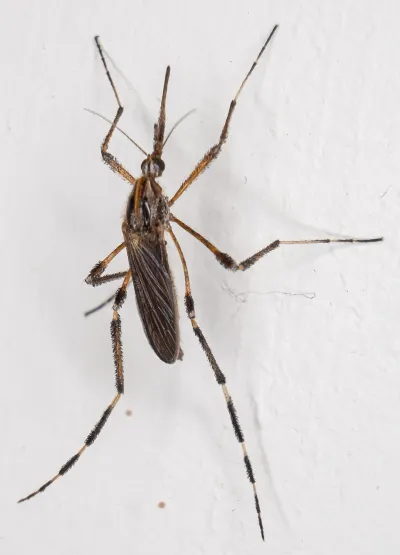 Close-up of a gallinipper mosquito showing its distinctive brown and tan banded legs and large body size
