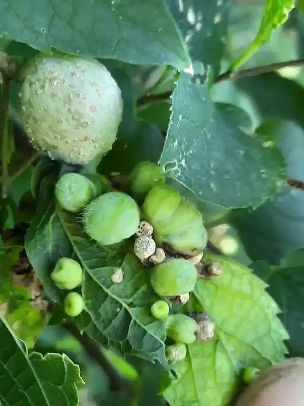 Galls on a green leaf cluster