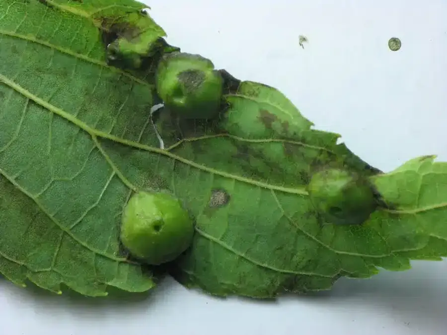 Galls on green leaves
