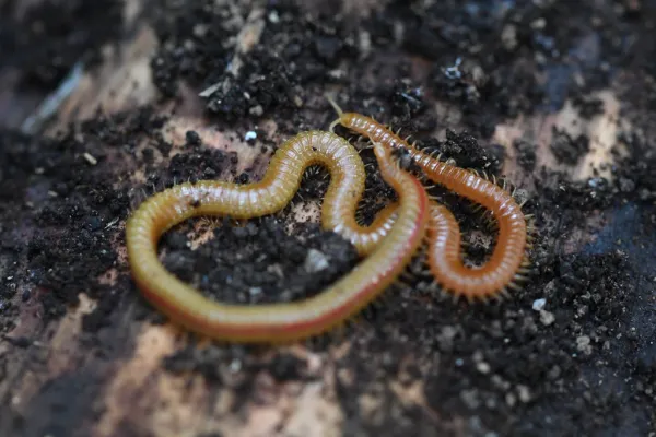 Garden centipede (symphylan) coiled on dark soil showing its white segmented body and multiple legs