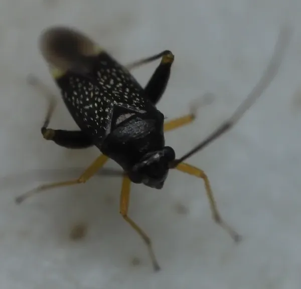 Garden fleahopper showing full body with shiny black speckled pattern, yellow legs, and characteristic long antennae