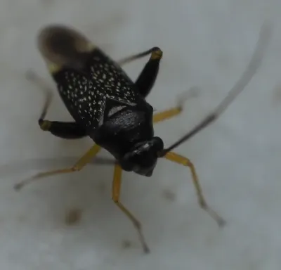 Garden fleahopper showing full body with shiny black speckled pattern, yellow legs, and characteristic long antennae