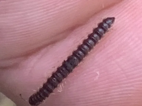 Close-up of a garden millipede on a finger showing its dark brown segmented body