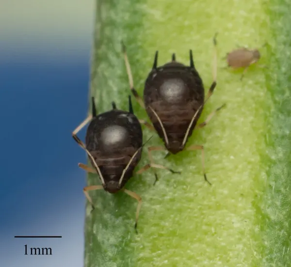Black aphids clustered on a green plant stem
