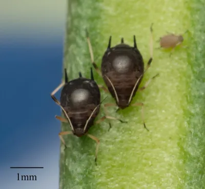 Black aphids clustered on a green plant stem