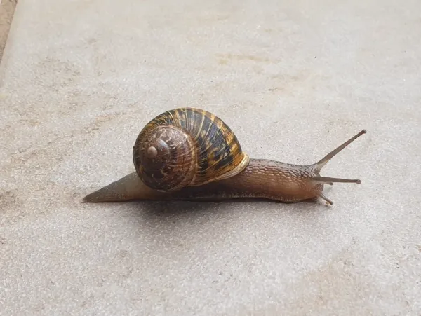 Garden snail showing characteristic brown banded shell and extended body on plain surface