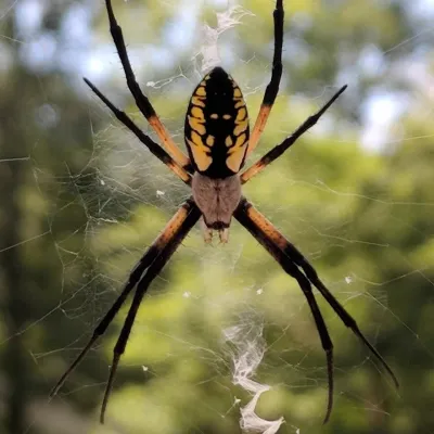 Yellow garden spider centered on web showing distinctive black and yellow striped pattern