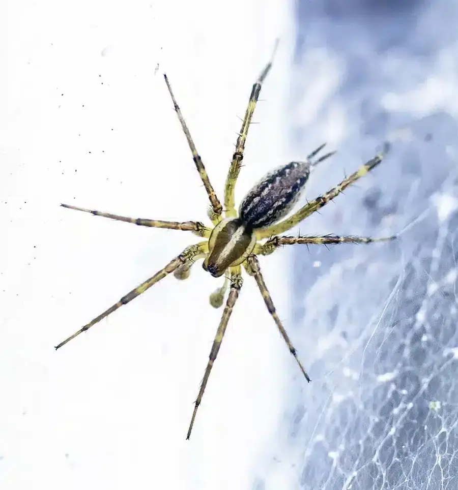 Close-up of a garden spider