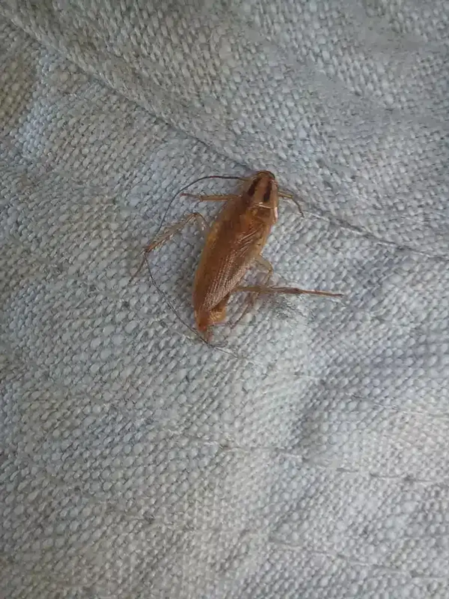 German roach showing small size and two dark stripes behind the head
