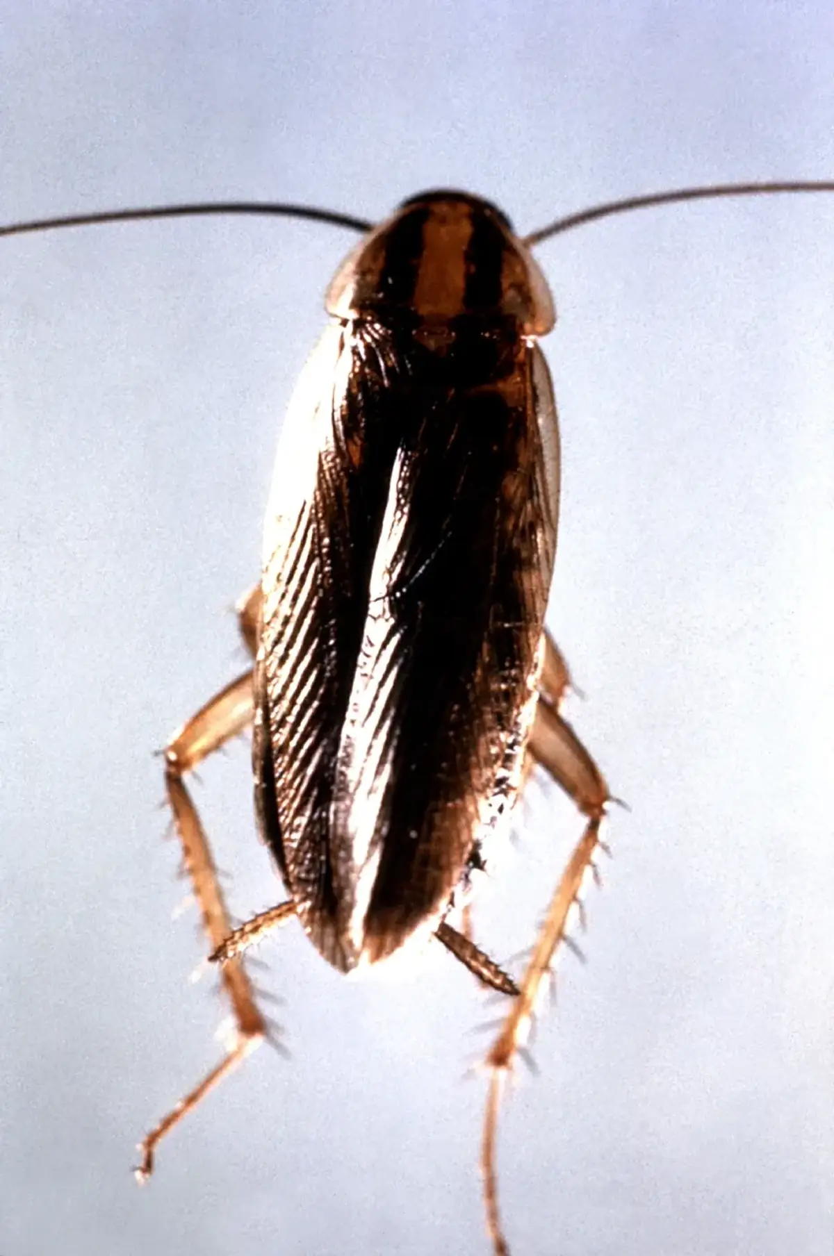 Dorsal view of an adult German cockroach showing two dark stripes