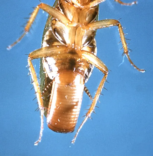 German Cockroach Eggs: What They Look Like & How to Get Rid of Them