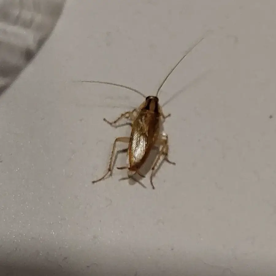 German cockroach showing two dark stripes and shorter wings